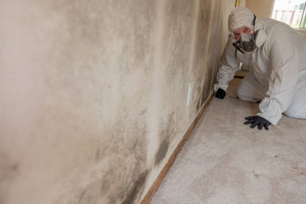 Best Mold Odor Removal Services  in Meriden, CT
